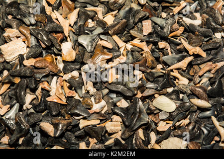 Denti di squalo sfondo Foto Stock