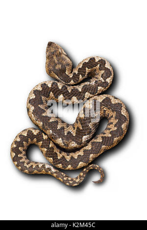 Naso europeo vipera cornuta su sfondo bianco con ombre ( Vipera ammodytes, bellissimo motivo ); questo è uno dei più velenosi serpenti diffusa Foto Stock