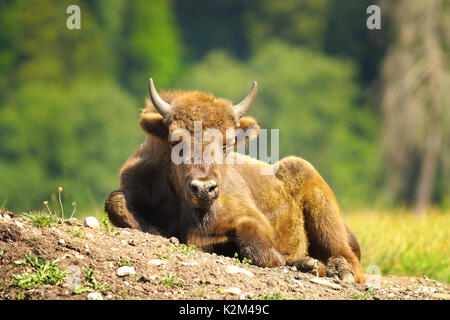 I capretti il bisonte europeo di appoggio al suolo ( Bison bonasus ) Foto Stock