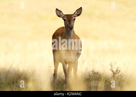 Red Deer hind closeup oltre al di fuori della messa a fuoco lo sfondo a lunghezza piena di animali selvatici ( Cervus elaphus, femmina ) Foto Stock