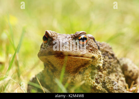 Brutto ritratto di comune europeo rospo marrone in piedi in erba ( Bufo, femmina ) Foto Stock