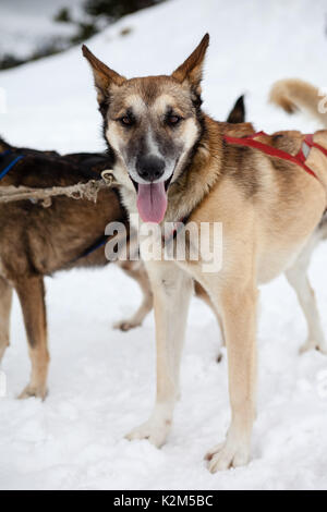 Cane che muscola nella neve Foto Stock