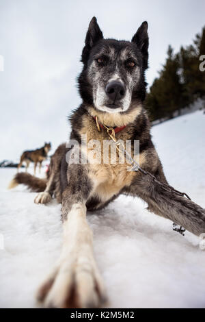 Cane che muscola nella neve Foto Stock