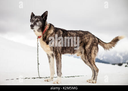 Cane che muscola nella neve Foto Stock