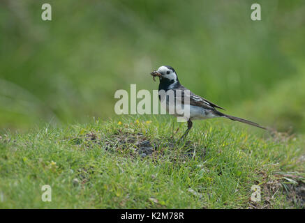 Femmina Pied Wagtail-Motacilla alba prende il cibo per i giovani. Foto Stock