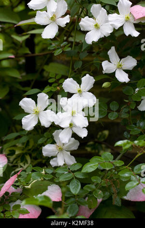 La clematide montana crescendo attraverso Actinidia kolomikta. Foto Stock