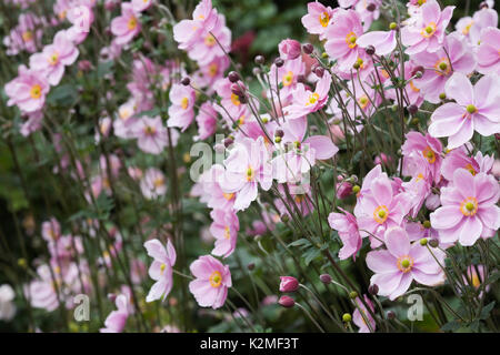 Anemoni giapponesi fioritura in tarda estate. Foto Stock