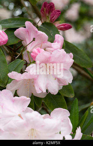 Fiore rosa rododendro. Foto Stock