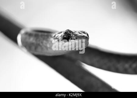 A due teste Sipo (Chironius bicarinatus), copia presi in libertà Foto Stock