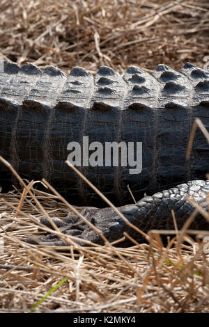Il coccodrillo americano(s) crogiolarsi al sole in Paynes Prairie preservare parco statale, Florida. Foto Stock