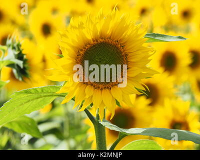 Girasoli in un campo nel Buckinghamshire con vibranti petali retroilluminato. Paesaggio con molti fiori di colore giallo vivace nel pomeriggio di sole. Foto Stock