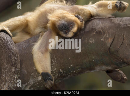 Nero-e-gold scimmia urlatrice (Alouatta caraya) rilassante Foto Stock