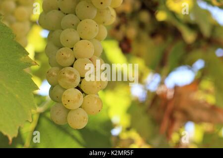 Uva matura il vino, vintage Foto Stock