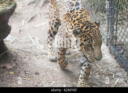 Una Jaguar (Panthera onca) stimolazione in una gabbia Foto Stock