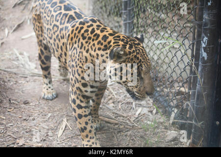 Una Jaguar (Panthera onca) stimolazione in una gabbia Foto Stock