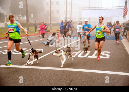 Guide di scorrimento' cani lotta come si uniscono i loro proprietari in linea di partenza di un piede in gara su una mattinata nebbiosa in Newport Beach, CA. Foto Stock