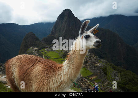 Llama a Machu Picchu rovine Inca (sito Patrimonio Mondiale), la Valle Sacra, Perù, Sud America Foto Stock