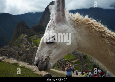 Llama a Machu Picchu rovine Inca (sito Patrimonio Mondiale), la Valle Sacra, Perù, Sud America Foto Stock