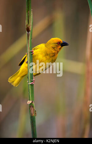 Eastern Golden tessitore (Ploceus subaureus), maschio adulto di vedetta, Saint Lucia Estuary, Isimangaliso Wetland Park Foto Stock