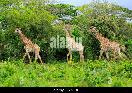 Cape giraffe (Giraffa camelopardalis giraffa), Adulto, gruppo, food search, Saint Lucia Estuary, Isimangaliso Wetland Park Foto Stock