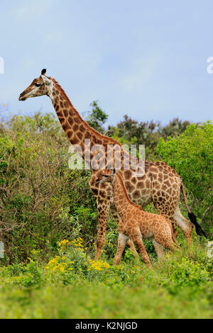 Cape giraffe (Giraffa camelopardalis giraffa), femmina adulta con youngs, foraggio, Saint Lucia Estuary Foto Stock