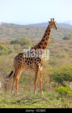 Cape Giraffe, (Giraffa camelopardalis giraffa), Adulto, vigile, Hluhluwe Umfolozi National Park Foto Stock