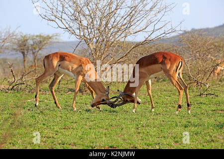 Impala (Aepyceros melampus), maschio adulto combattimenti, due maschi combattimenti, Hluhluwe Umfolozi National Park Foto Stock