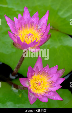 Ninfea Bianca (Nymphaea), fiori con gocce di pioggia, Germania Foto Stock