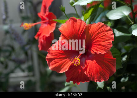 Due red hibiscus fiorisce su foglie verdi Foto Stock