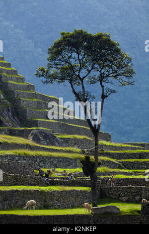 Albero, llama, e terrazze di coltivazione, Machu Picchu (sito Patrimonio Mondiale), la Valle Sacra, Perù, Sud America Foto Stock