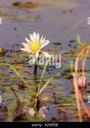 Floricoltura nell'allagato Okavango Delta, Botswana Foto Stock