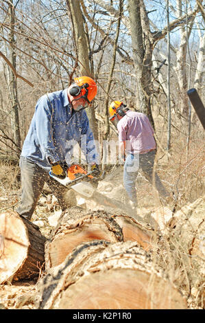 Due abbattitori utilizzare motoseghe per il taglio di alberi fino Foto Stock