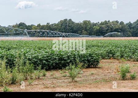 Il centro di rotazione del sistema di irrigazione nel funzionamento irrigare i campi di cotone nel centro di Alabama, Stati Uniti d'America. Foto Stock