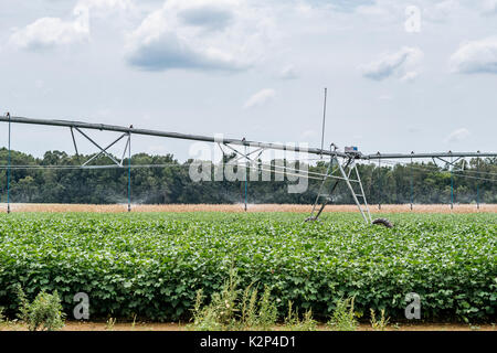 Il centro di rotazione del sistema di irrigazione nel funzionamento irrigare i campi di cotone nel centro di Alabama, Stati Uniti d'America. Foto Stock