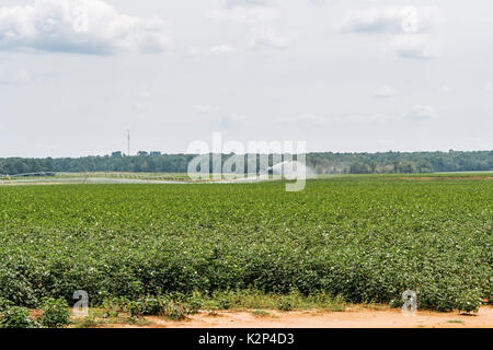 Il centro di rotazione del sistema di irrigazione nel funzionamento irrigare i campi di cotone nel centro di Alabama, Stati Uniti d'America. Foto Stock