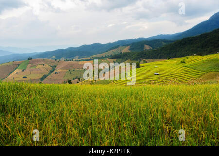 Terrazze di riso in Chiang Mai Thailandia Foto Stock