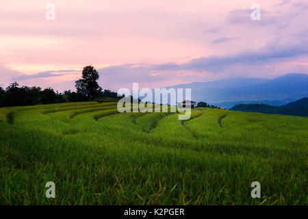 Terrazze di riso in Chiang Mai Thailandia Foto Stock