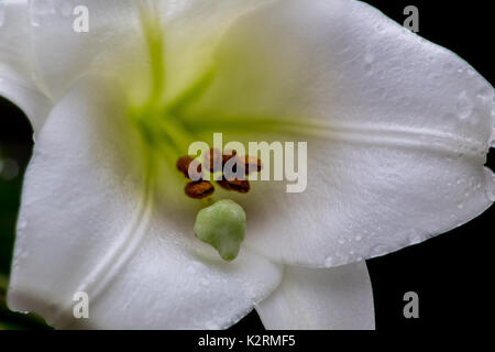 Guardando verso il basso un grande fiore bianco su una passeggiata in Oiso, Giappone Foto Stock