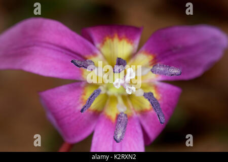 Il cane dente-viola fiore in primavera Foto Stock