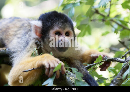 Voorbeeld opslaan downloaden un simpatico Scimmia di scoiattolo (Saimiri) Subfamiglia: saimiriinae Foto Stock