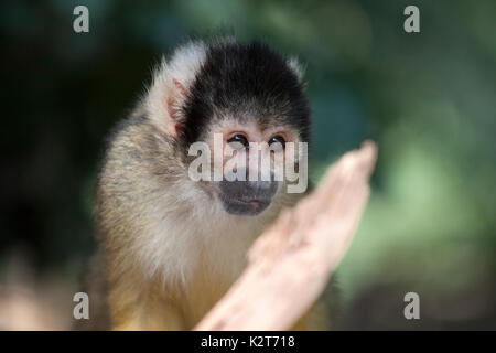 Voorbeeld opslaan downloaden un simpatico Scimmia di scoiattolo (Saimiri) Subfamiglia: saimiriinae Foto Stock