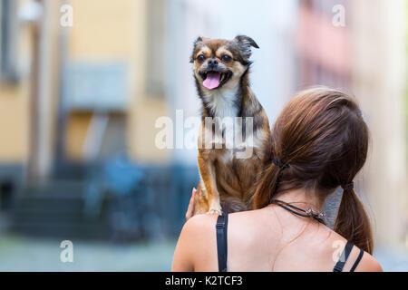 Giovane donna detiene un simpatico pekinese-chihuahua hybrid sulla spalla Foto Stock