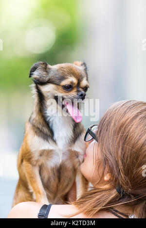 Giovane donna detiene un simpatico pekinese-chihuahua hybrid sulla spalla Foto Stock