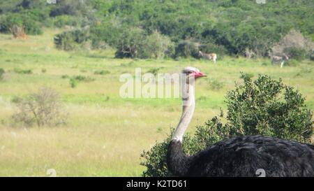 Struzzo maschio in piedi in campo. Foto Stock