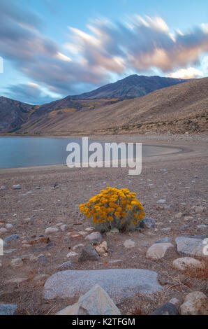 Un cespuglio di rabitbrush (Ericameria nauseosa) fiorì come il livello dell'acqua a Grant Lake è sceso in autunno, June Lake Loop, June Lake, California. Foto Stock