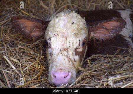 Di vitello neonato, Simmentaler vitello bovino, arancio-Bianco Bos primigenius Taurus, bos taurus a pelo lungo la pelliccia di un vivace di vitello, Fleckvieh in Baviera, a pagamento Foto Stock