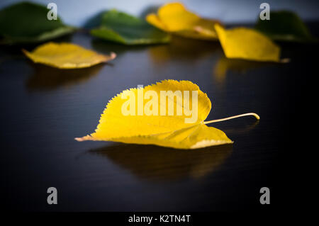 Foglie di autunno isolati su sfondo nero. Autunno dorato. Foto Stock