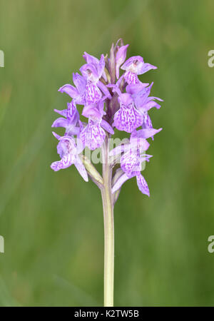 Pugley's marsh orchid - dactylorhiza traunsteinerioides Foto Stock