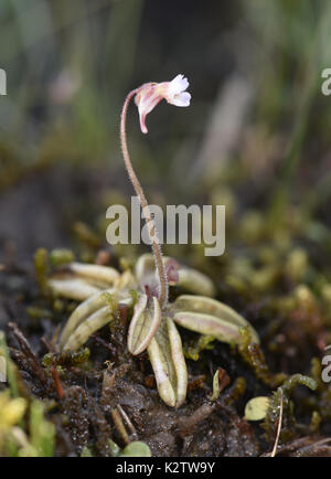 Butterwort pallido - pinguicula lusitanica Foto Stock