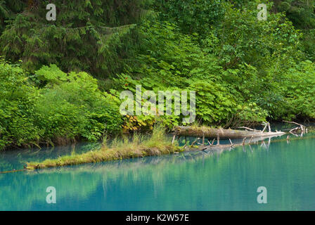 Tronchi galleggianti in laguna blu al Fish Creek, Tongass National Forest, Hyder, Alaska, STATI UNITI D'AMERICA Foto Stock